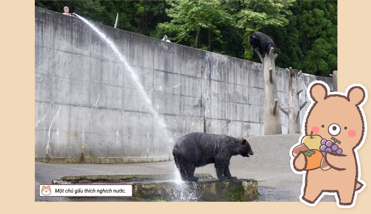 Một chú gấu thích nghịch nước.